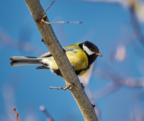 Great tit perched