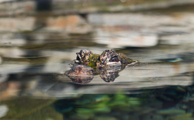 Alligator de Chine