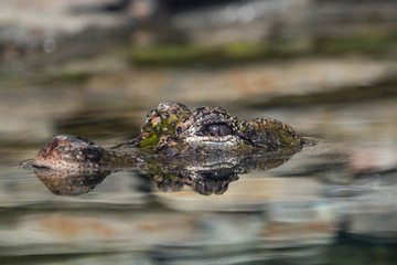 Alligator de Chine