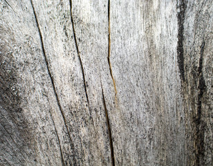 Wooden texture close up photo. White and grey wood background.