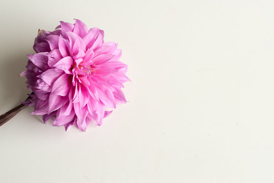 High angle view of bright pink dahlia blossom on white table