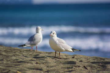 uccelli in spiaggia