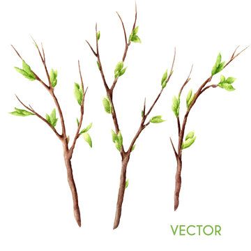 Hand drawn vector watercolor spring tree branches set isolated on white. Twigs with buds and leaves. 