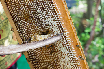 The bees in the hive on the frame with honey