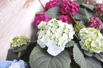 detail of ortensia flowers