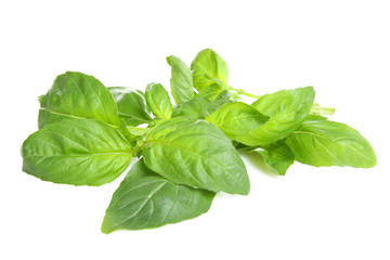 Basil leaves on a white background isolated.