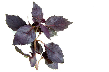 Red basil leaves on a white background isolated.