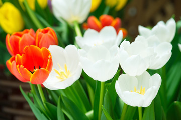 Fototapeta premium Tulips flower