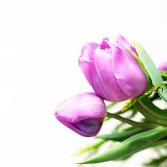 Fototapeta premium Tulips flower