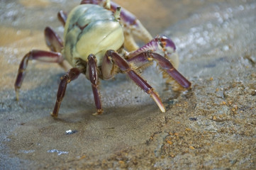 crab at the beach