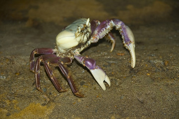 crab at the beach