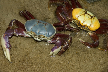crab at the beach