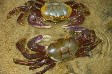 crab at the beach