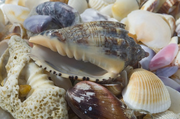 collection shells