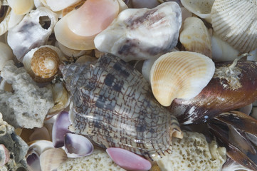 collection shells