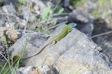 Lacerta schreiberi. Male of Iberian emerald lizard. Reptile endemic of Iberian Peninsula, Spain and Portugal. Specie threatened by habitat loss.