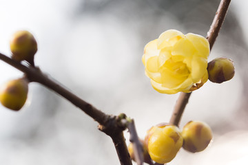 ソシンロウバイ