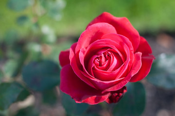Red rose in bloom