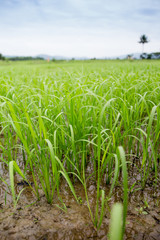 rice plant