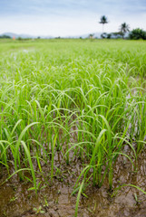 rice plant