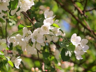 blooming branch of Apple tree in spring in the city