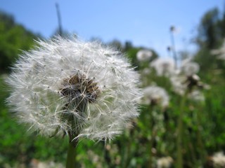 fluffy dandelion seeds in the meadow