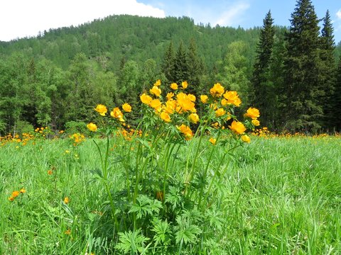 Altai globe-flower against a mountain taiga