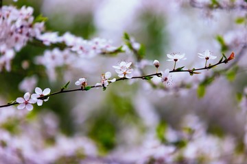 White blooming cherry in springtime