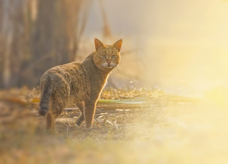 Jungle cat ( Felis chaus)  in wild at sunrise 
