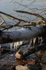 Fototapeta na wymiar Eiszapfen an einem Baumstamm