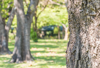 Tree trunk, name: Silver trumpet tree, Tabebuia aurea.