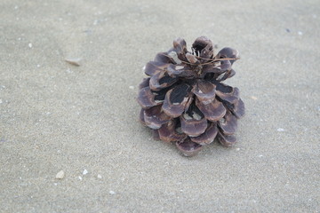 pine cone on the sand