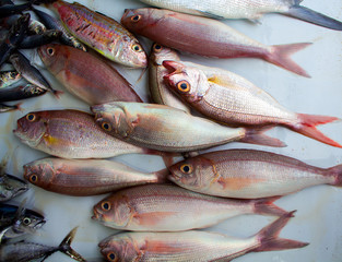 Red oceanic fishes on the market. Exotic sea fishes bunch close photo.