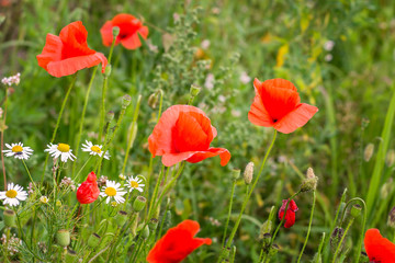 Fototapeta na wymiar Poppies and chamomile in a beautiful summer field