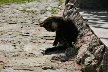 kot © Sandra