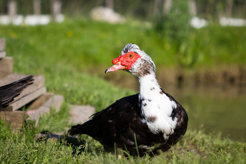 Muscovy Duck (Cairina moschata)