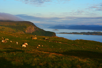 Fot. Konrad Filip Komarnicki / EAST NEWS Norwegia 19.07.2016 Lysefjord w Norwegii latem. Wypas owiec i krów na wyspie Rennesoy.