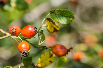 hagebutten im herbst