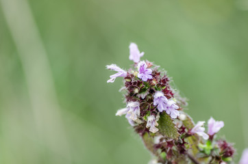 lila bluete im sommer
