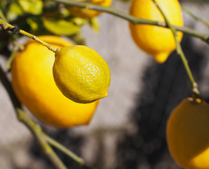 Yellow lemons hanging on tree