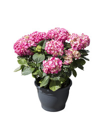 Pink hydrangea in pot on white background isolated
