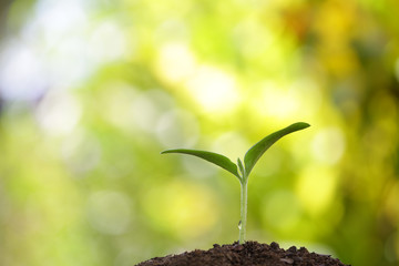Growing sprout