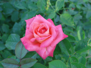 rose, petal, plant, nature, flower, garden, beautiful, love, valentine, blossom, green, pink, natural, summer, park, outdoor, celebration, background, romance, red, bright, color, beauty, day, bouquet