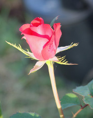 rose, petal, plant, nature, flower, garden, beautiful, love, valentine, blossom, green, pink, natural, summer, park, outdoor, celebration, background, romance, red, bright, color, beauty, day, bouquet