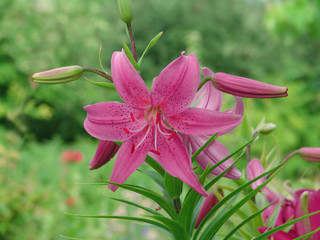 green, garden, flower, lily, natural, summer, plant, nature, floral, leaf, blossom, beautiful, background, bouquet, beauty, pretty, spring, flora, white, elegance, pink, bright, bloom, petal, celebrat