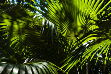 Tropical garden detail in Salvador de Bahia Brazil