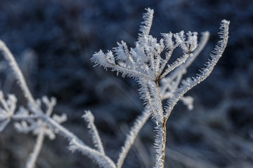 Frosted Branch