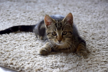 kitten on carpet 