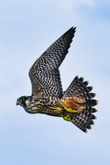 Peregrine Falcon Falco peregrinus gliding through the air against a blue sky.