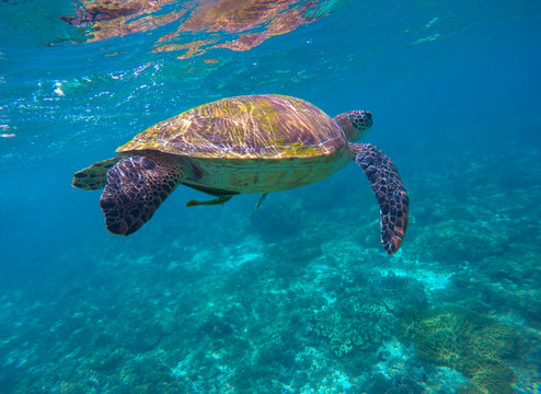 Sea life image of sea turtle for banner template